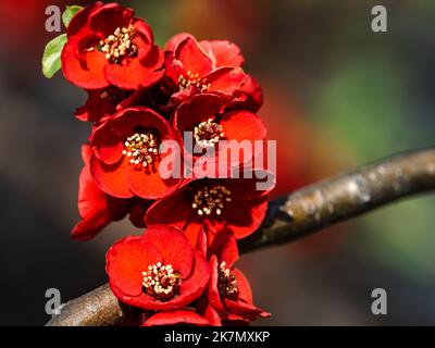 Ein selektiver Fokus der roten japanischen Quitte Blume Stockfoto