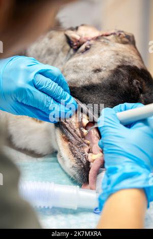 Veterinärmedizin Zahnheilkunde. Zahnarzt Chirurg Tierarzt behandelt und beseitigt die Zähne eines Hundes unter Anästhesie auf dem OP-Tisch in einem Veterinär clini Stockfoto