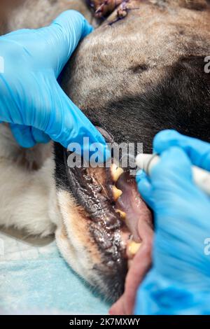 Veterinärmedizin Zahnheilkunde. Zahnarzt Chirurg Tierarzt behandelt und beseitigt die Zähne eines Hundes unter Anästhesie auf dem OP-Tisch in einem Veterinär clini Stockfoto