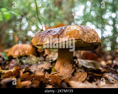 Nijmegen, Niederlande. 15. Oktober 2022. Auf dem Boden wächst ein großer Boletus. Während der Herbstsaison ist die Landschaft in den Niederlanden von grünen, ockerfarbenen, goldenen und rötlichen Farben überflutet, die von verschiedenen Pilzarten umgeben sind. In den Niederlanden gibt es rund 5.250 Pilzarten. Es ist die perfekte Jahreszeit, um Fotos von der Natur zu machen und die herrlichen Sehenswürdigkeiten zu genießen. Viele dieser Arten sind ernsthaft bedroht, und in den Niederlanden sind in den letzten Jahrzehnten rund 200 Arten ausgestorben. (Bild: © Ana Fernandez/SOPA Images via ZUMA Press Wire) Stockfoto