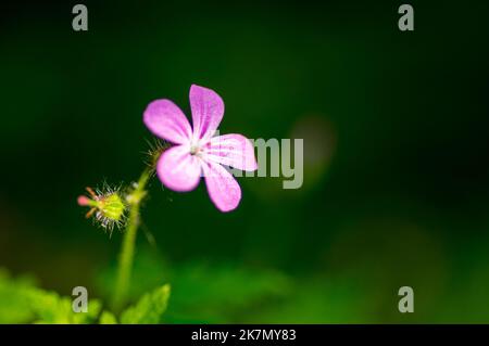 Makrofoto der einzelnen isolierten Geranium pureum - eine kleine Rotkehlblume - Blume auf grünem Hintergrund Stockfoto