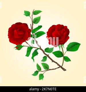 Lila Rosen Stiel mit Blumen und Knospe vintage Vektor Illustration Stock Vektor