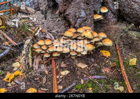 Kuehneromyces mutabilis, ein verkleidter Waldtuftpilz, der auf einem alten Baumstumpf wächst. Stockfoto