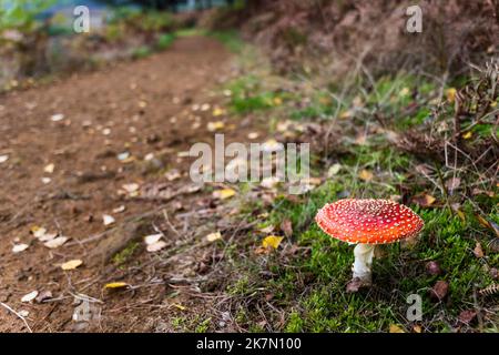 Fliegenpilz, Amanita muscaria, wächst neben einem Fußweg im Dersingham Bog National Nature Reserve, Norfolk. Stockfoto