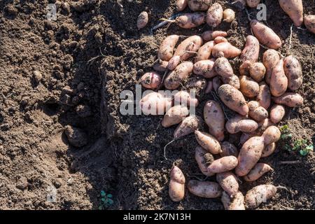 Ein Haufen frisch gegrabener rosafarbener Apfelkartoffeln, Solanum tuberosum. In der Sonne gelassen, um die Haut zu verhärten oder zu verhärten - Heilung. Stockfoto