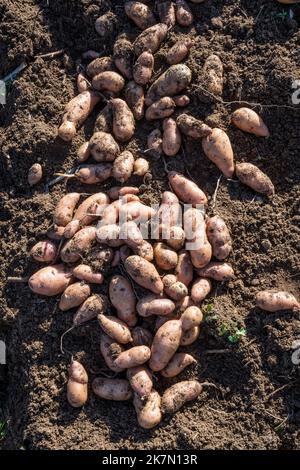 Ein Haufen frisch gegrabener rosafarbener Apfelkartoffeln, Solanum tuberosum. In der Sonne gelassen, um die Haut zu verhärten oder zu verhärten - Heilung. Stockfoto