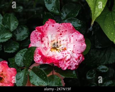 Nahaufnahme einer rosa Floribunda-Rose in der Nähe von Yokohama, Japan Stockfoto
