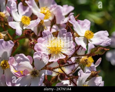 Nahaufnahme einer Moschusrose (Rosa moschata) in der Nähe von Yokohama, Japan Stockfoto