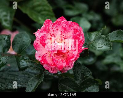 Nahaufnahme einer rosa Floribunda-Rose in der Nähe von Yokohama, Japan Stockfoto