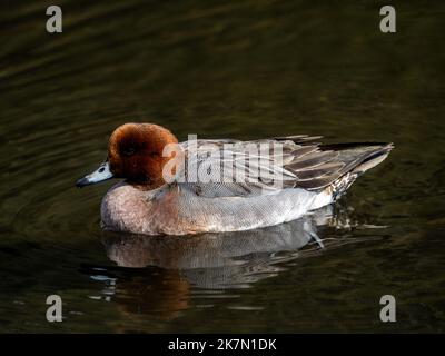 Eine eurasische Wigeon, die auf einem Teich im Izumi Forest Park, Yamato, Japan, schwimmt Stockfoto