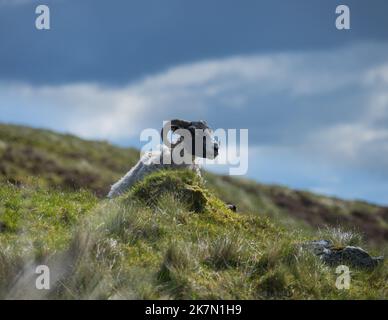 Ein Boreray Schaf (Ovis aries) auf einem Hang gegen den blauen Himmel Stockfoto