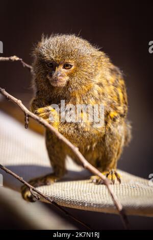 Eine vertikale Aufnahme eines Zwergmurmelaffes (Cebuella) Stockfoto