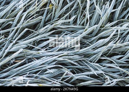 Erste Fröste auf dem Gras Stockfoto