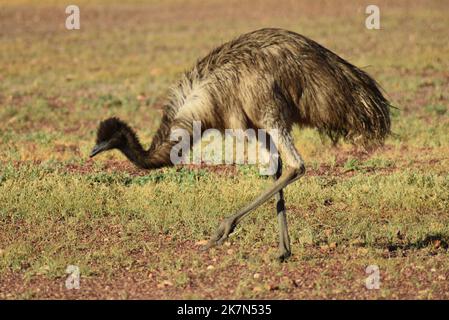 Nahaufnahme eines Emu, der bei Tageslicht auf dem Grasfeld im Park im Outback Australia spaziert Stockfoto