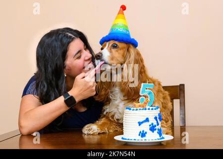 Eine brünette junge Frau feiert den fünften Geburtstag ihres Cocker-Spaniel-Hundes Stockfoto