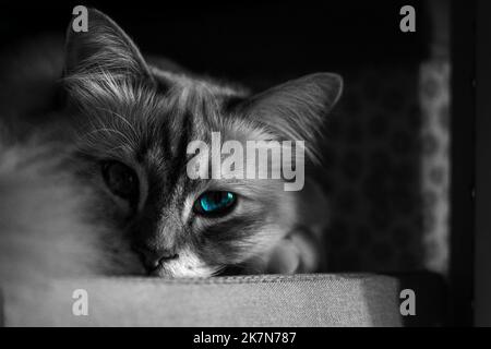 Eine Graustufenaufnahme einer pelzigen Katze mit großen blauen Augen Stockfoto