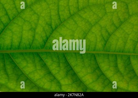 Nahaufnahme des Blatts. Makrofotografie. Grünes Blatt mit Avocado-Baumstruktur. Stockfoto