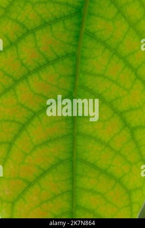 Nahaufnahme des Blatts. Makrofotografie. Grünes Blatt mit Avocado-Baumstruktur. Stockfoto