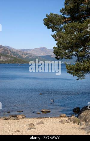 Ostufer von Loch Lomond in Rowardennan, Schottland Stockfoto