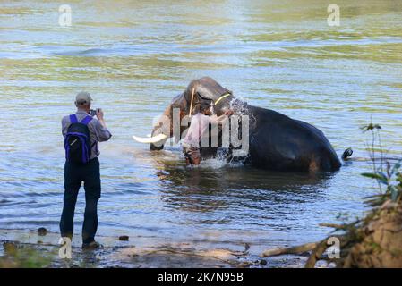 Coorg, Indien - 8. Januar 2014 - ein indischer Elefant bekommt ein Bad von seinem Begleiter im Fluss Kaveri in Coorg in Indien, während der Tourist schaut auf Stockfoto