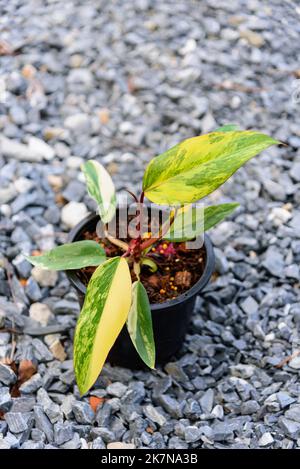 Philodendron Red Emerald / Philodendron Stawberry Shake Stockfoto