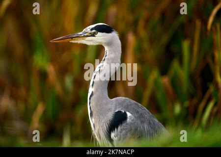 Ein Reiher im Bushy Park, London. Bilddatum: Dienstag, 18. Oktober 2022. Stockfoto