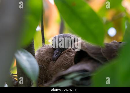 Nahaufnahme eines Nestlings einer Amsel während der Frühlingszeit an einem sonnigen Tag Stockfoto