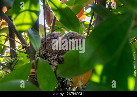 Nahaufnahme eines Nestlings einer Amsel während der Frühlingszeit an einem sonnigen Tag Stockfoto