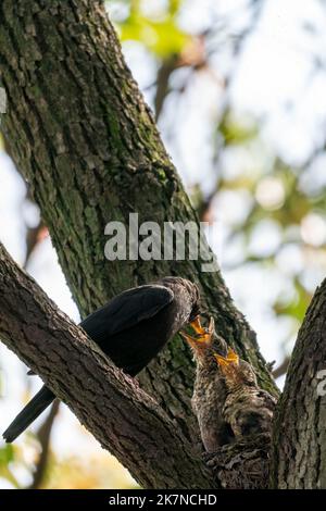 Nahaufnahme einer gemeinsamen Amsel, die ihre Jungen während des Frühlings an sonnigen Tagen füttert Stockfoto