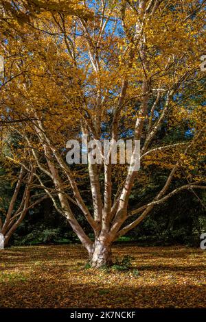 Ermans Birken mit Herbstblättern und heruntergefallenen Blättern auf Waldboden. Stockfoto