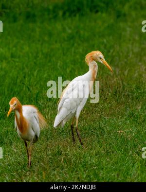 Rinderreiher oder Bubulcus Ibis in einem Zuchtgefieder in natürlichem grünen Hintergrund im keoladeo Nationalpark oder bharatpur Vogelschutzgebiet rajasthan indien Stockfoto