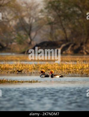 Zwei männliche Rotkammtapeten oder Netta rufina-Familie scharen sich im blauen Wasser der keoladeo-Landschaft. Wildlife Landschaft Rahmen auf keoladeo bharatpur Stockfoto