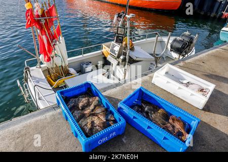 Maasholm, Deutschland. 18. Oktober 2022. Frisch gefangener Fisch steht in Kisten vor einem Fischerboot. Viele Einflüsse haben viele der weltweiten Fischbestände belastet. Die Aussichten für die Ostsee-Fischerei sind daher immer noch nicht rosig. Quelle: Frank Molter/dpa/Alamy Live News Stockfoto