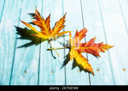 Zwei gelb-rote Ahornblätter auf einer blauen Holzfläche Stockfoto