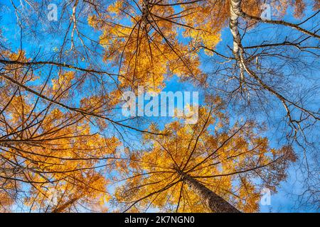 Blick auf die Pinien im Herbstwald mit gelb Und rote Blätter Laub Stockfoto