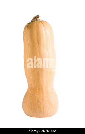 Frischer Butternusskürbis isoliert auf weißem Hintergrund Stockfoto