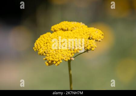 Achillea filipendulina, Goldene Platte Stockfoto