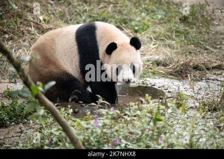 Chengdu, Sichuan, China . 18.. Oktober 2022. Der riesige Panda Jing Jing spielt auf der Ya'an-Basis des China Conservation and Research Center for the Giant Panda in der südwestlichen chinesischen Provinz Sichuan, 18. Oktober 2022. Zwei riesige Pandas verließen am Dienstag ihre Brutbasis in der südwestlichen chinesischen Provinz Sichuan in Richtung Katar, um im Rahmen eines Kooperationsprogramms zur Erforschung und zum Schutz des Tieres zwischen den beiden Ländern zu arbeiten. Quelle: Xinhua/Alamy Live News Stockfoto