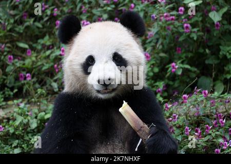 Chengdu, Sichuan, China . 18.. Oktober 2022. Der riesige Panda Si Hai ernährt sich von Bambus auf der Ya'an-Basis des China Conservation and Research Center for the Giant Panda in der südwestlichen chinesischen Provinz Sichuan, 17. Oktober 2022. Zwei riesige Pandas verließen am Dienstag ihre Brutbasis in der südwestlichen chinesischen Provinz Sichuan in Richtung Katar, um im Rahmen eines Kooperationsprogramms zur Erforschung und zum Schutz des Tieres zwischen den beiden Ländern zu arbeiten. Quelle: Xinhua/Alamy Live News Stockfoto