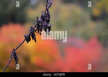 Absterbender Birnenbaum durch Sommertrockenheit/Klimawandel  mit gesünderen Bäumen mit Herbstfärbung/Herbstfärbung im Hintergrund Stockfoto