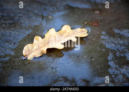 Herbstblatt in einer Pfütze aus Wasser Stockfoto