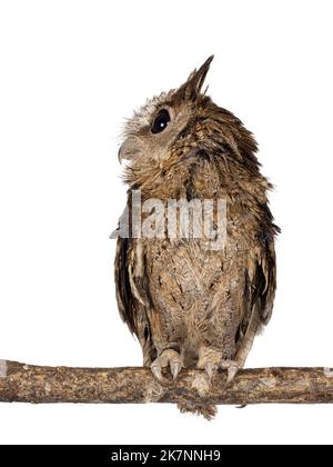 Niedliche braune indische Scopus-Eule alias Otus bakkamoena, die auf einem Ast sitzt. Blick von der Kamera weg. Isoliert auf weißem Hintergrund. Ohren auf. Stockfoto