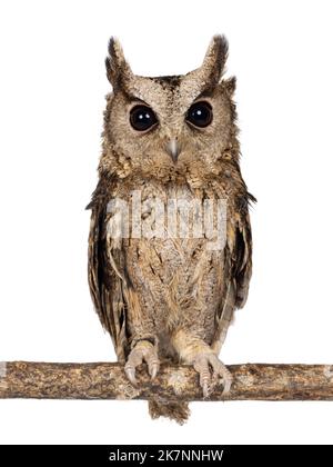 Niedliche braune indische Scopus-Eule alias Otus bakkamoena, die auf einem Ast sitzt. Blick direkt auf die Kamera. Isoliert auf weißem Hintergrund. Ohren auf. Stockfoto