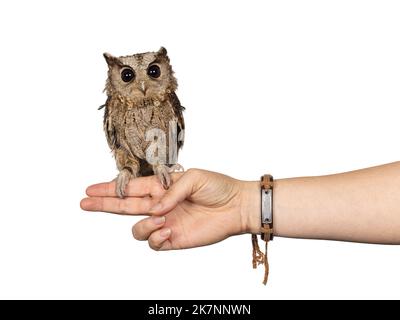 Niedliche braune indische Scopus-Eule alias Otus bakkamoena, die auf menschlicher Hand sitzt. Blick auf die Kamera. Isoliert auf weißem Hintergrund. Ohren runter. Stockfoto