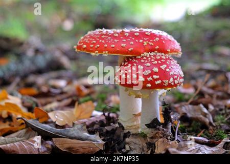 Fliegen Sie agarische Pilze in Buchenwäldern, Surrey, Großbritannien. Stockfoto