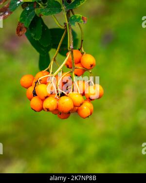 Rowan Beeren auf einer Berg Esche im Herbst Stockfoto