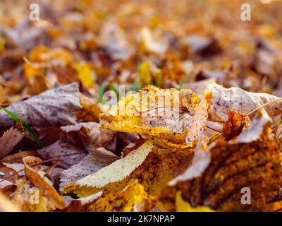 Gelb gefallene Blätter sind als Hintergrund gestreut Stockfoto