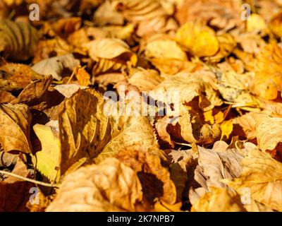 Die goldenen Blätter des Herbstes sind überall verstreut Stockfoto