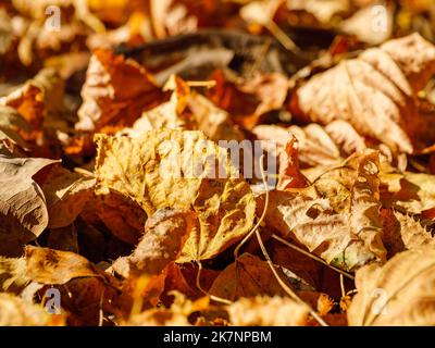 Die herbstlichen Blätter sind in Schichten verstreut Stockfoto