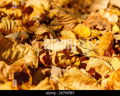 Die herbstlichen Blätter sind als Hintergrund verstreut Stockfoto